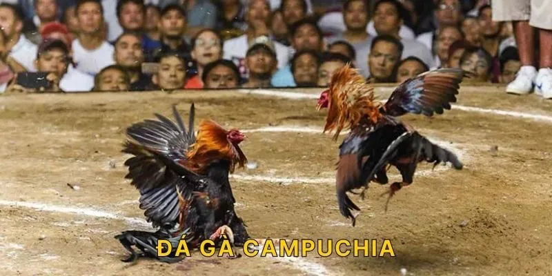 đá gà campuchia