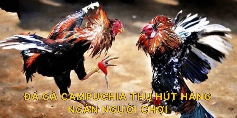 Đá gà Campuchia thu hút hàng ngàn người chơi