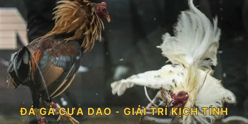 Đá gà Cựa Dao - giải trí kịch tính