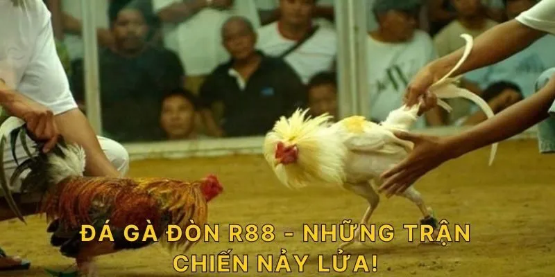 Đá gà đòn R88 - Những trận chiến nảy lửa!