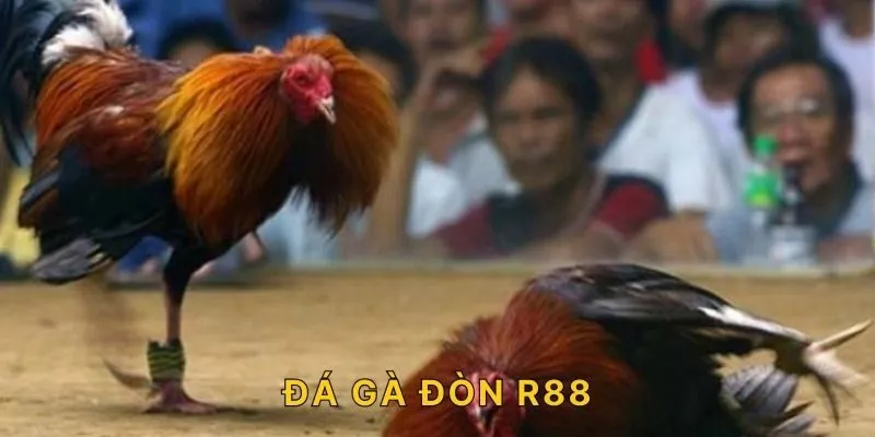 đá gà đòn r88
