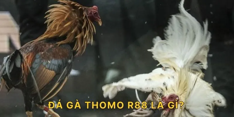 đá gà Thomo R88 là gì? 