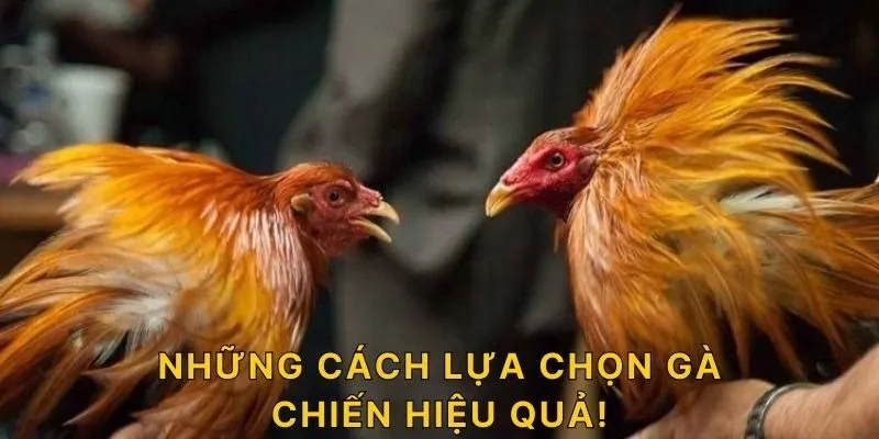 Những cách lựa chọn gà chiến hiệu quả!