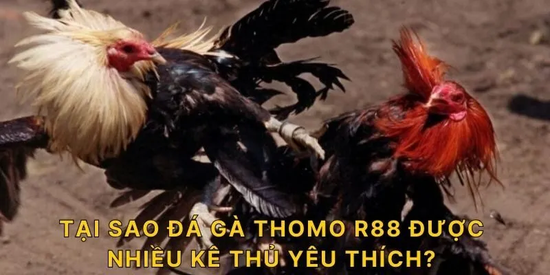 Tại sao đá gà Thomo R88 được nhiều kê thủ yêu thích? 